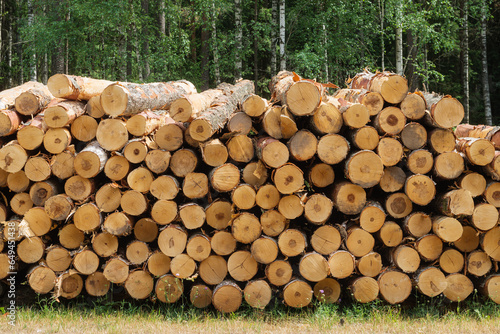 Sawed stacked pine logs. Logging, timber harvesting concept