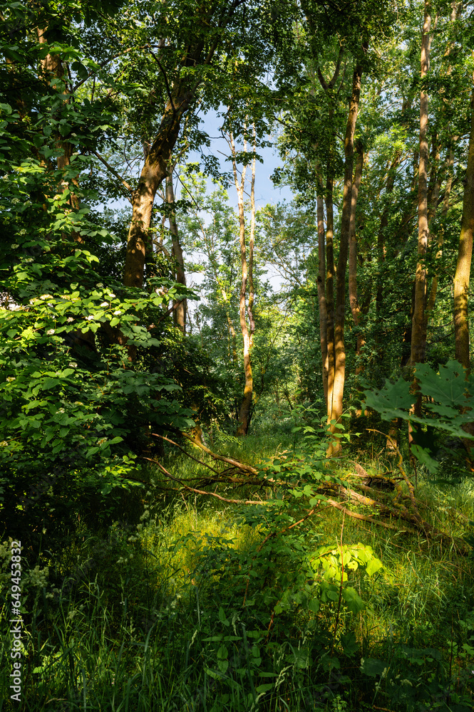 Fototapeta premium Rays of sun shine through the forest.