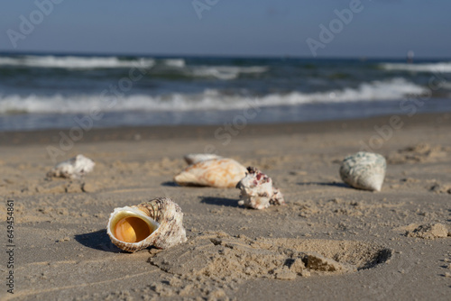 Seashells scattered on a Mediterranean beach at sunrise