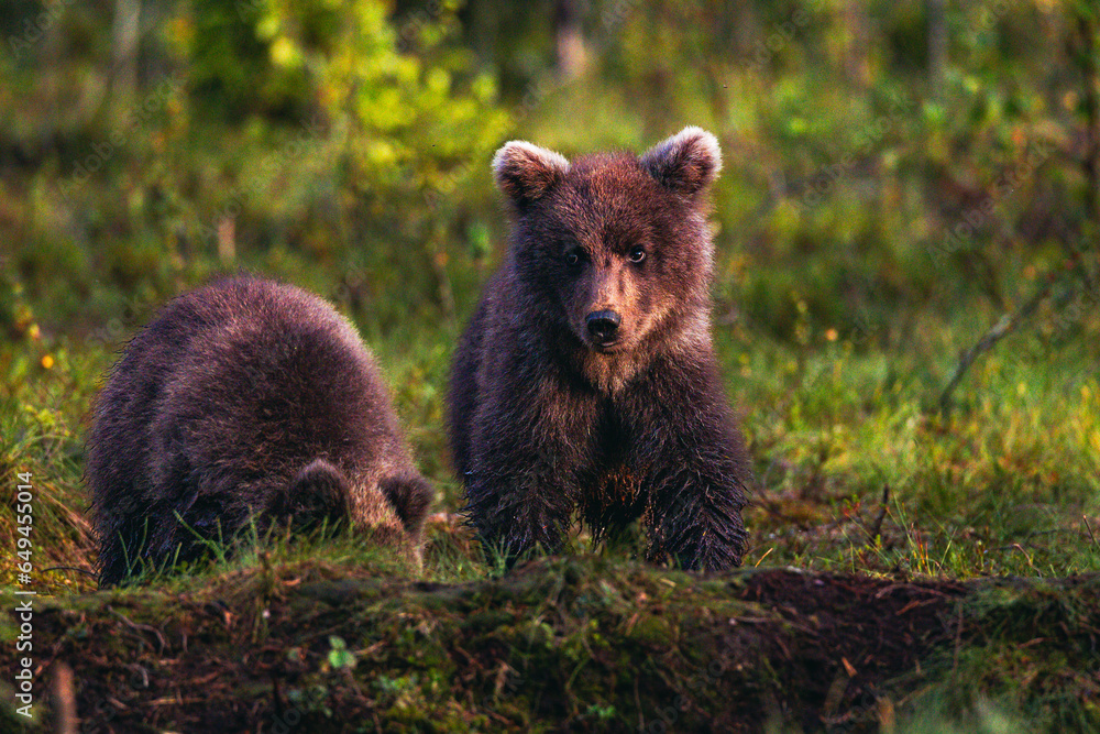 Obraz premium brown bear cub