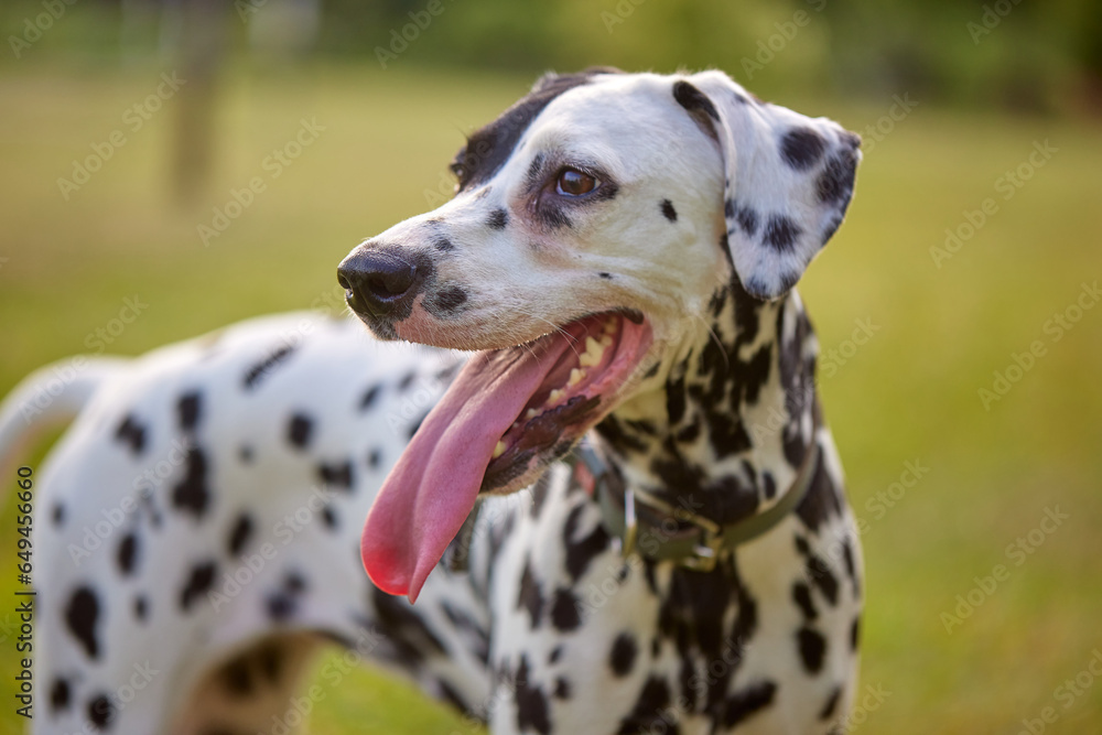 portrait of a Dalmatian dog in the park on a sunny day. dog care concept