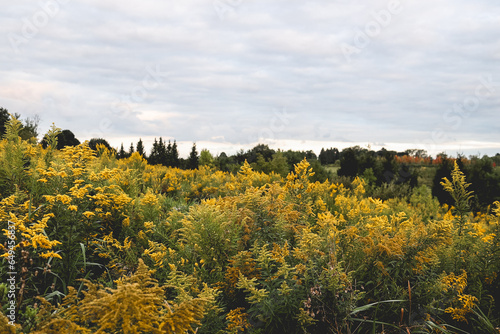 Fototapeta Naklejka Na Ścianę i Meble -  Field of Wildflowers in Autumn