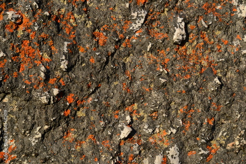Εκτύπωση καμβά Texture of a stone with red lichens