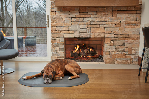 dogs laying down indoors