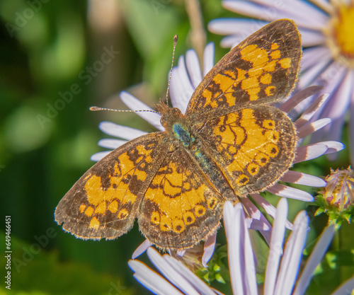 Pearl Crescent Butterfly and asters, Whitehead Preserve at Dundery Brook, Rhode Island