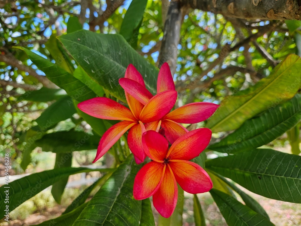 red flower red flower