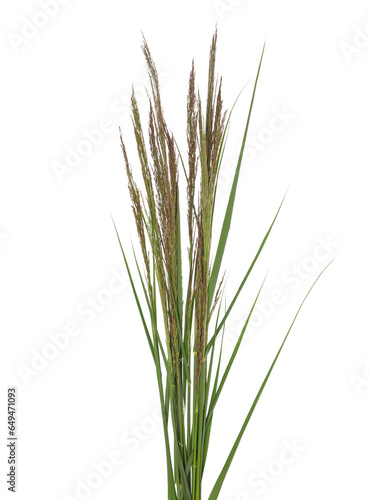 Cane, reed seeds and grass isolated on white, clipping path