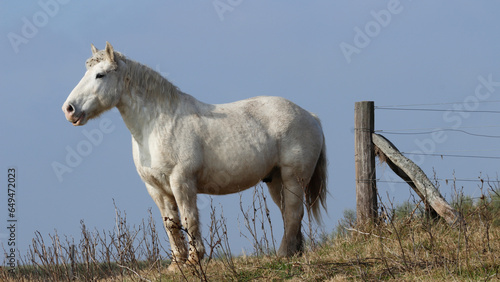caballo vigía, percherón blanco.
