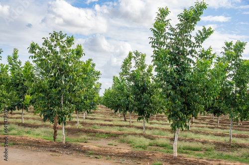 Diagonal perspective image of walnut trees in the growth phase, with a drip irrigation system, under a cloudy sky.