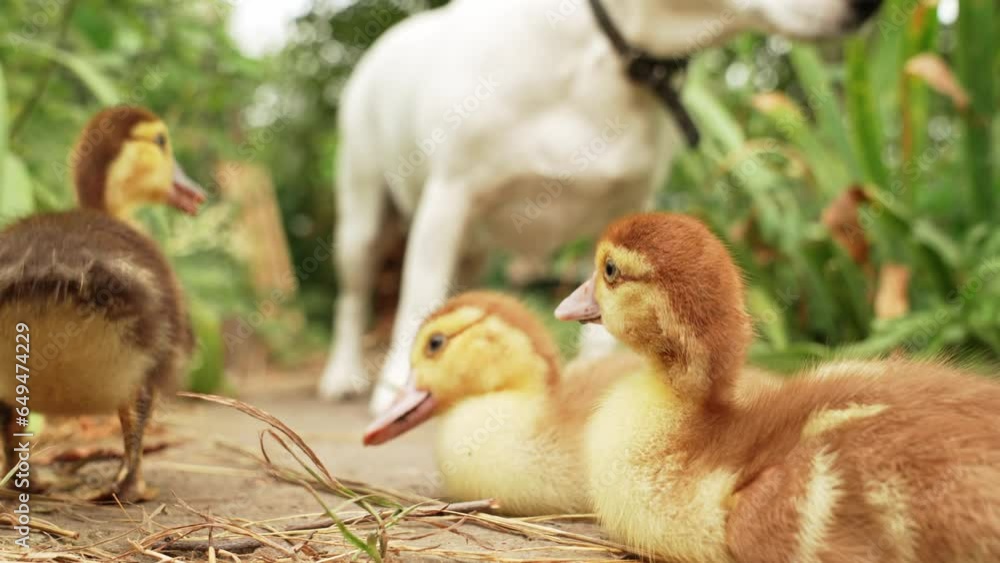 dog and Cute little ducklings walking on the lawn. dog and Cute little ducklings walking on the lawn.
