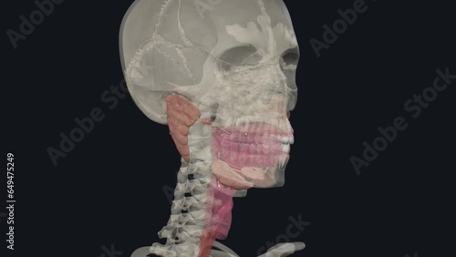 The major salivary glands are the submandibular gland sublingual gland, and the parotid gland photo