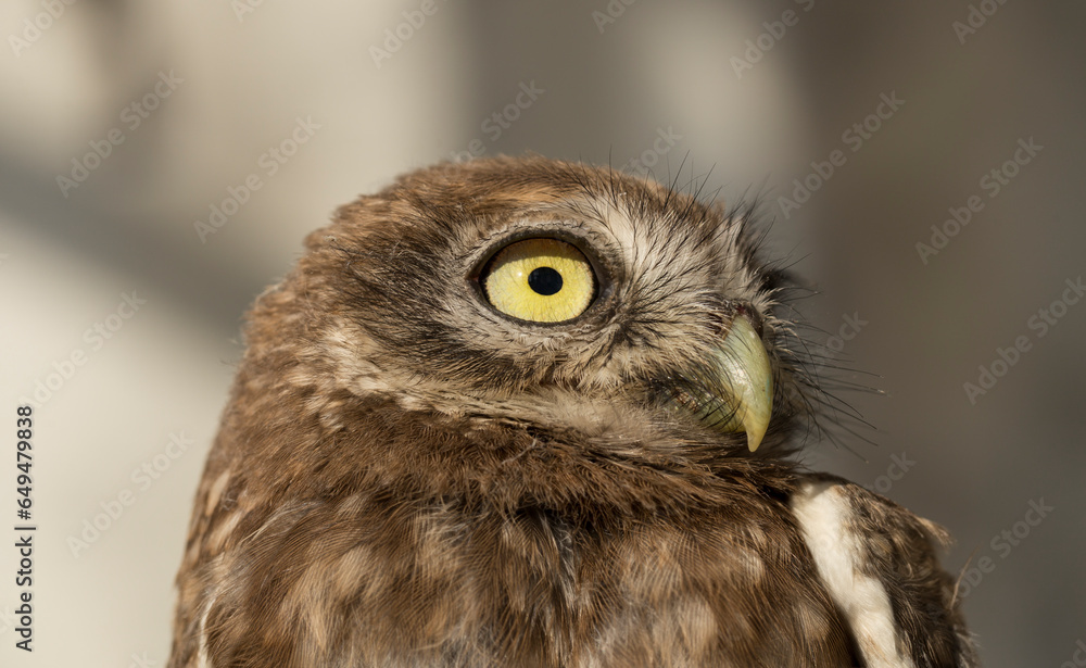 Fototapeta premium Little owl (Athene noctua), also known as the owl of Athena or owl of Minerva.