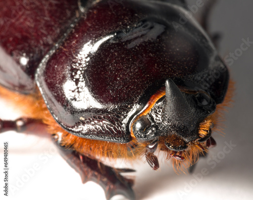 European rhinoceros beetle (Oryctes nasicornis) is a large flying beetle belonging to the subfamily Dynastinae. Imago, recessive, submissive male. photo