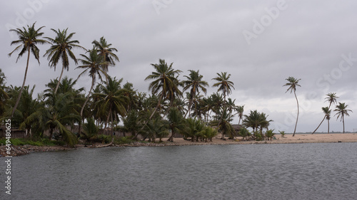 Bilde på lerret Ghana Esturary Palms