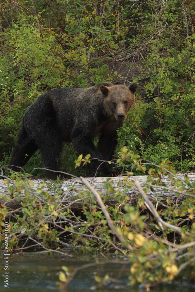 Grizzly Bear in Wild Grizzly Bear in Wild