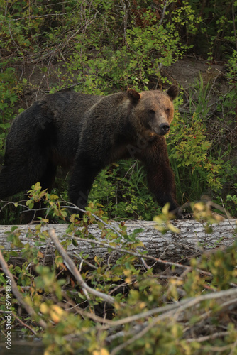 Grizzly Bear in Wild