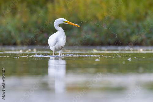 great egret (Ardea alba) fishing © Mircea Costina