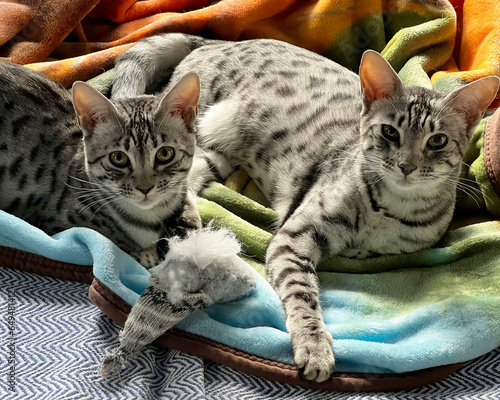 silver savannah cats at rest photo