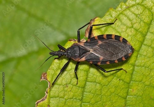Eastern Bloodsucking Conenose Kissing Bug Triatoma sanguisuga Chagas disease carrier on leaf.