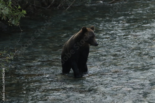 Black Bear in Wild Stream photo