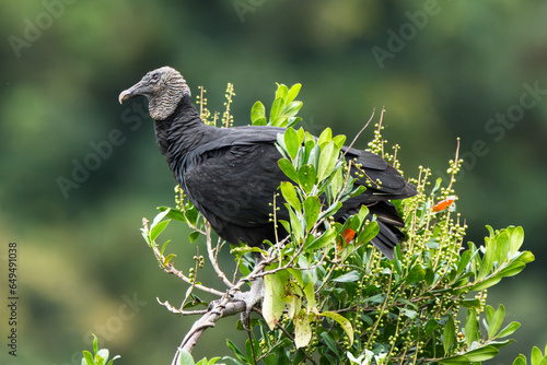 Black Vulture, Coragyps atratus photo
