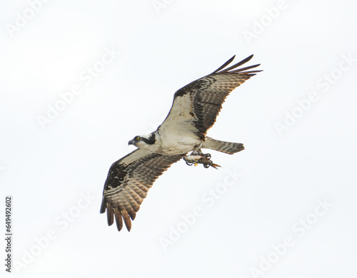 osprey in flight with caught fish © nd700