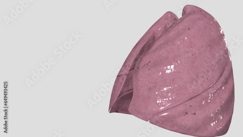 The lungs are the primary organs of the respiratory system photo