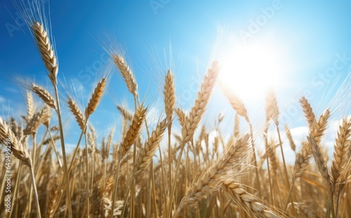Yellow agricultural field with ripe wheat against the blue sky. ears of wheat close-up