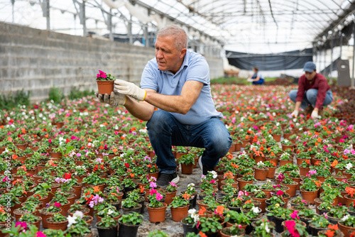 Adult man gardener holding flower pot with blooming impatiens waller in greenhouse