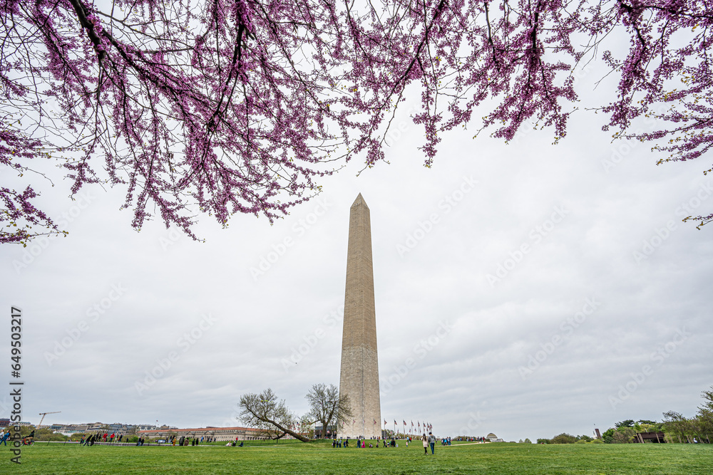 Washington monument on the National Mall in Washington, D.C, USA and Cherry blossom trees in spring