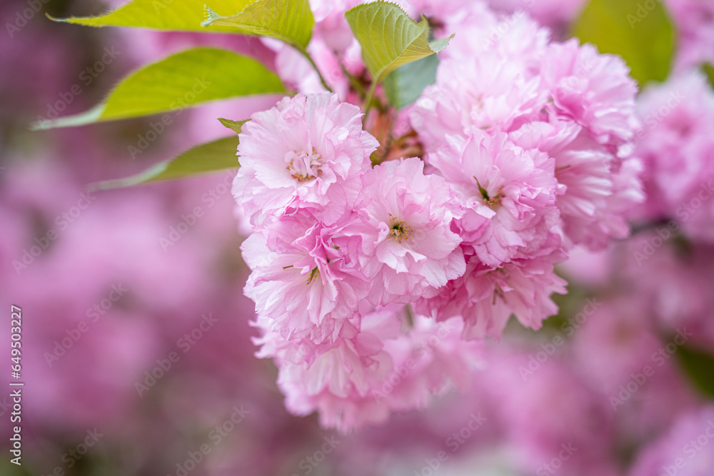 Colorful cherry blossom flower in full bloom in National Mall, Washington DC in spring