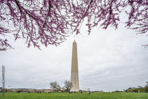 Washington monument on the National Mall in Washington, D.C, USA and Cherry blossom trees in spring