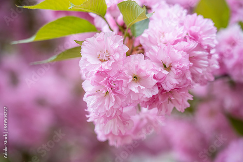 Colorful cherry blossom flower in full bloom in National Mall, Washington DC in spring photo