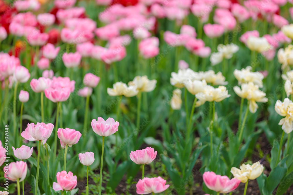 Flowers in a flower bed tulips. Greening the urban environment. Background with selective focus Flowers in a flower bed tulips. Greening the urban environment. Background with selective focus