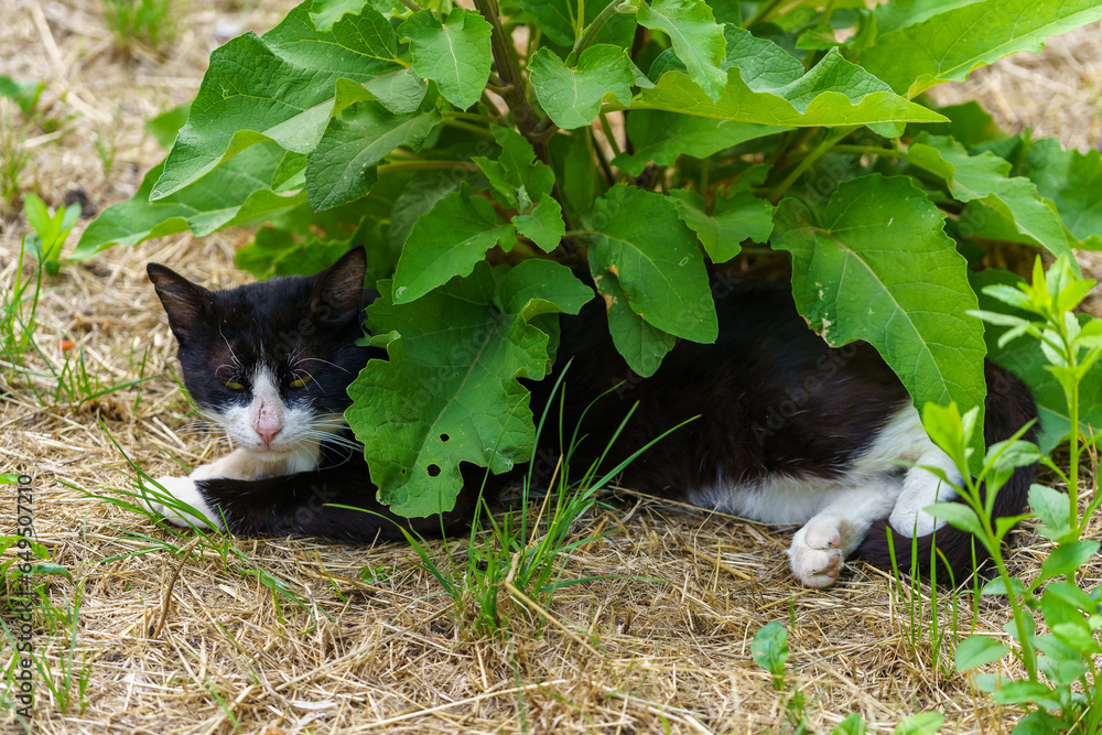 Fototapeta premium Cat on the street. Background with selective focus and copy space