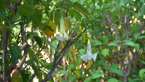 White flowers of the Angel's Trumpet plant or Brugmansia close-up. photo