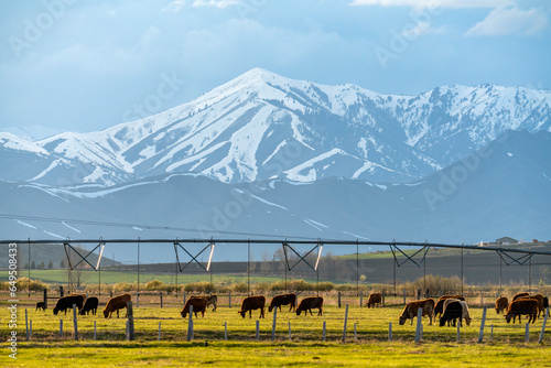 USA, Idaho, Bellevue, Domestic animals grazing in pasture near mountains