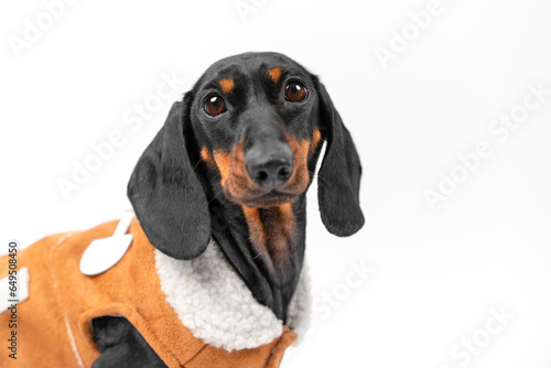 Unhappy little dachshund dog in stylish sheepskin vest, sheepskin coat on white. Warm outerwear for cold autumn season. Children fashion advertising Portrait of a cute defenseless puppy, a sad pet