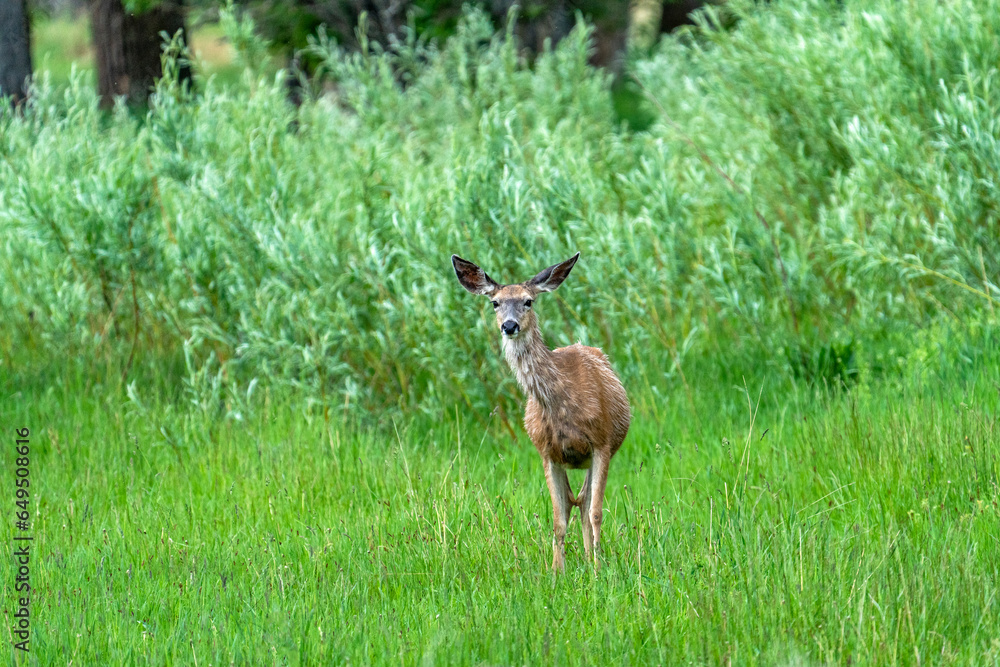 Portrait of doe looking at camera in meadow Portrait of doe looking at camera in meadow