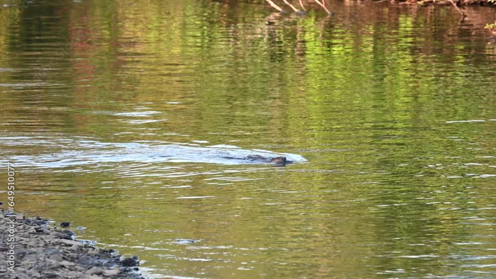 Beaver in the summer Beaver in the summer