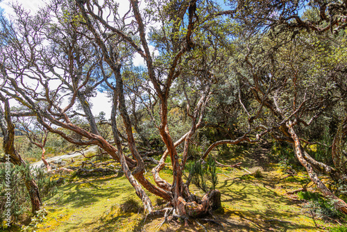 Polylepis trees or Paper trees at  National Park El Cajas, Andean Highlands, Azuay province, Ecuador. photo