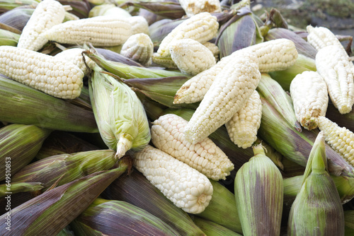 Many corn with freshly harvested leaves are ready to be sold