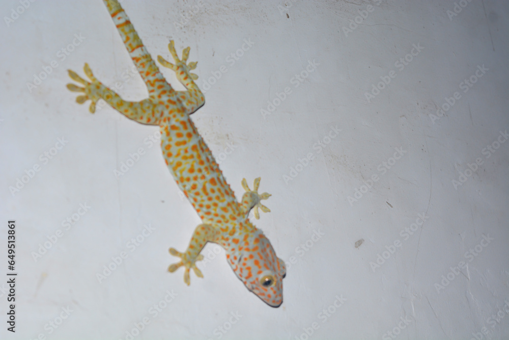 Naklejka premium Flat lay gecko that is attached to the wall of the house