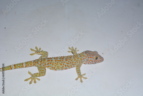 Flat lay gecko that is attached to the wall of the house