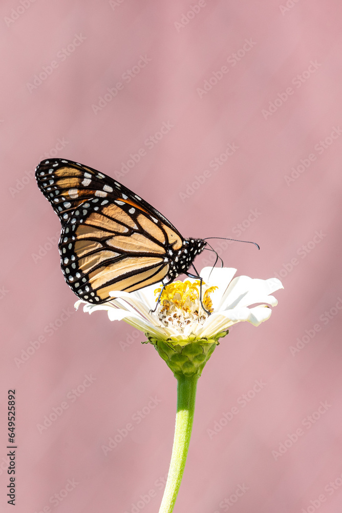 custom made wallpaper toronto digitalOrange monarch butterfly perched on white flower with pink background