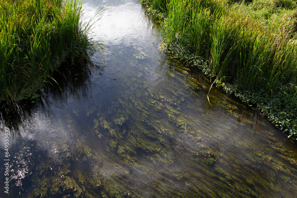 Obraz premium River with moss and aquatic plants.