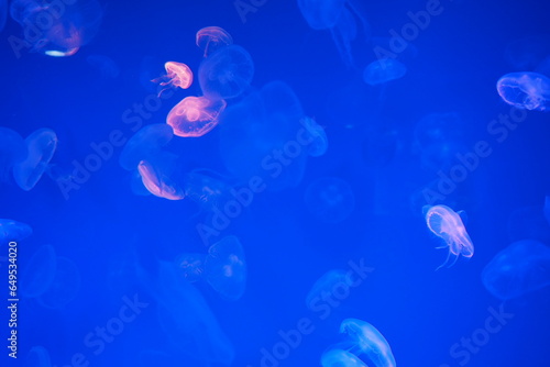 Jellyfish © Piyawan