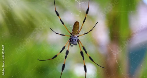 Static macro video of a Golden Silk Orb-weaver spider in Exuma in the Bahamas. photo