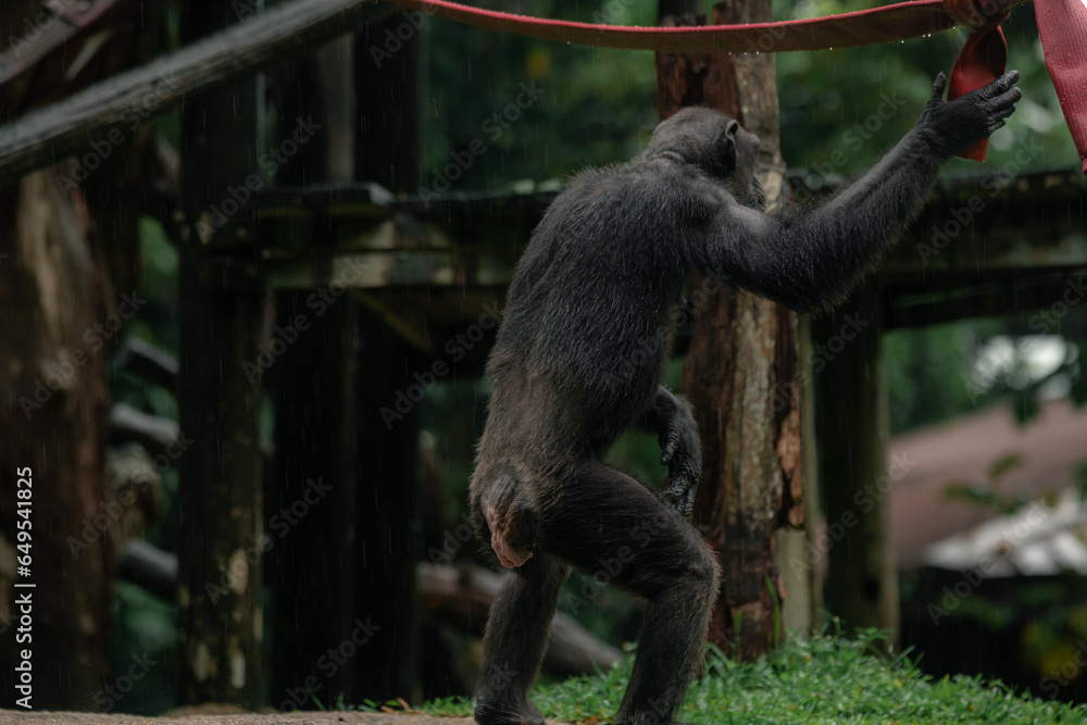 Naklejka premium A chimpanzee standing with its back to the camera in Singapore zoo