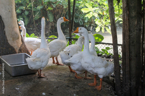 a group of white swans at the zoo photo